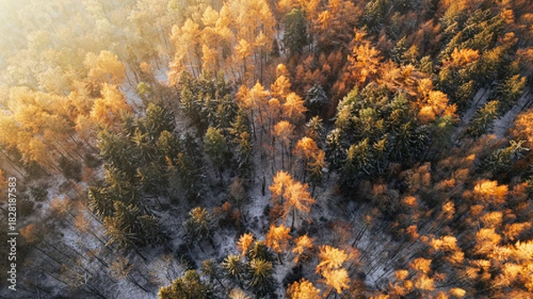 Fototapeta Drone view of a colorful autumn forest with snow-dusted ground. The treetops display a vibrant mix of golden, orange, and green tones, illuminated by the soft morning light. The contrast between the w