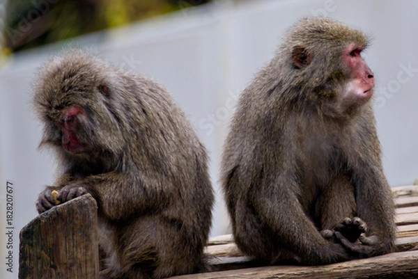 Obraz 寄り添う二匹のニホンザル