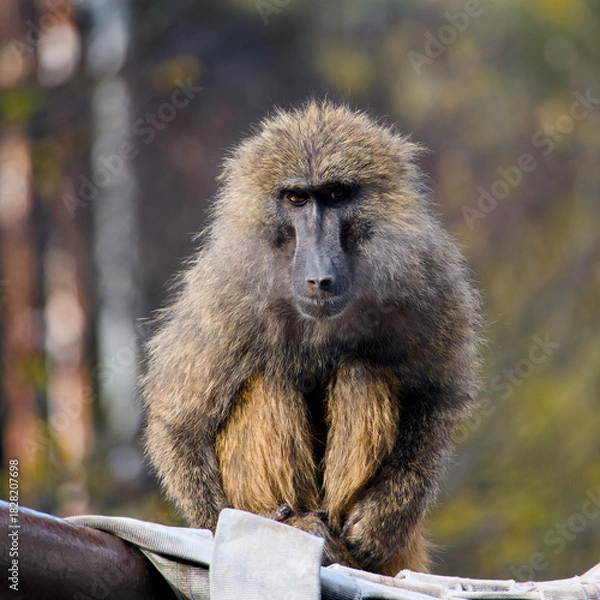 Obraz 真っ直ぐこちらを見つめる動物園のヒヒ
