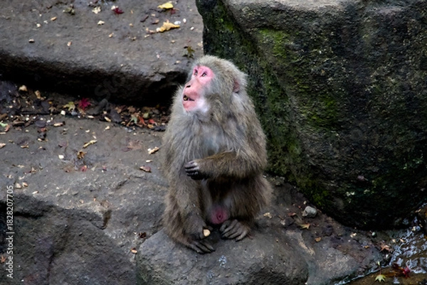 Obraz 食べ物を掴んで空を見るニホンザル
