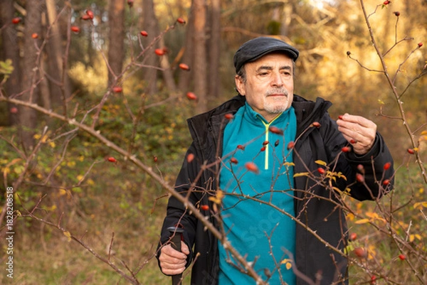 Fototapeta Senior man exploring nature picking rose hips