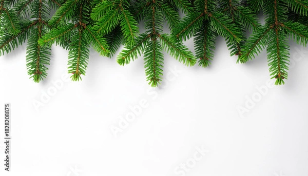 Obraz Evergreen fir branches border white background creating festive botanical frame with natural green needles and soft light evoking calm seasonal mood