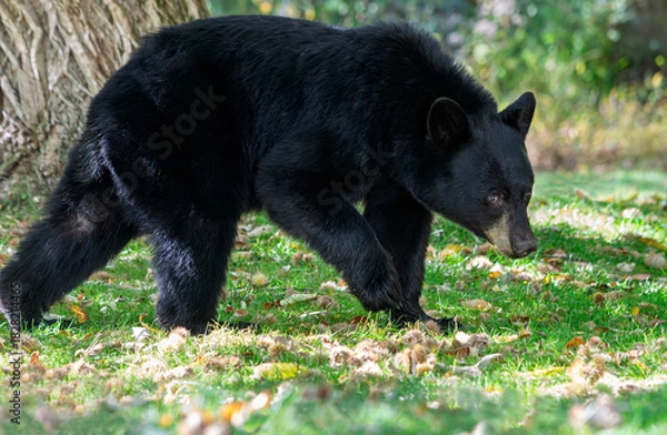 Fototapeta An American black bear,  Ursus americanus, in a field of fallen chestnuts, looking for nuts to eat