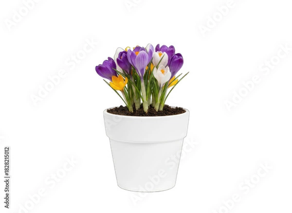 Fototapeta Spring Crocus Flowers in a White Pot Isolated on Transparent Background