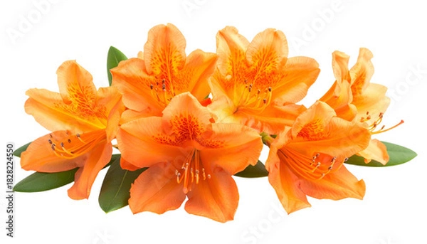 Obraz Cluster of vibrant orange flowers with detailed petals and green foliage, set against black