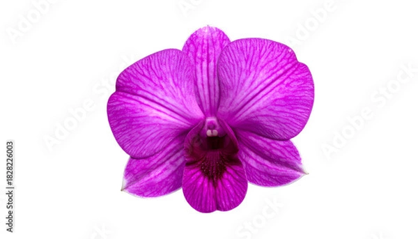 Obraz A vibrant, close-up view of a pink orchid with intricate petal details against black