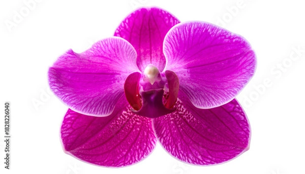 Obraz Vivid magenta orchid blossom, petals radiating from a central column