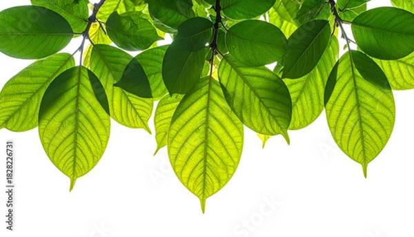 Obraz Green leaves hang from branches against a dark background, backlit by the sun