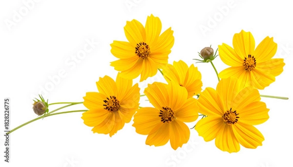 Obraz Close-up of vibrant yellow wildflowers with dark centers, stems and unopened buds on black