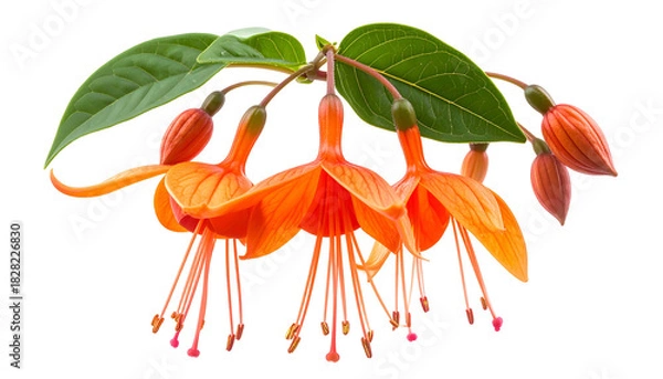 Obraz Vivid closeup of cascading orange and red flowers with green leaves on a black background