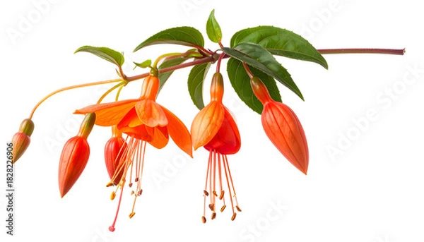 Obraz Vibrant orange and red hanging flowers with delicate stamens and green leaves