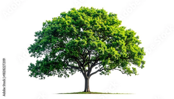 Obraz Isolated tree with lush green foliage, showcasing branches and a thick trunk against black
