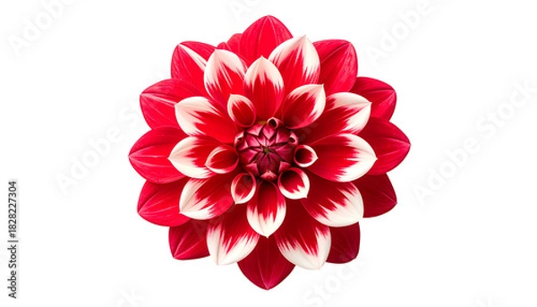 Obraz A vibrant red and white dahlia flower, isolated on a black background, in full bloom