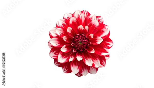 Obraz A vibrant red and white dahlia flower isolated on a stark black background