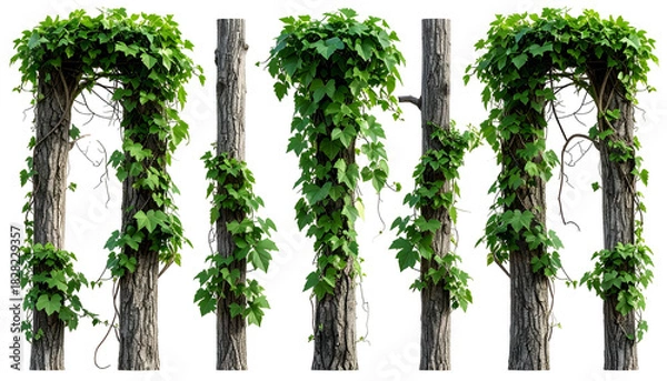 Obraz Columns of weathered wood entwined by lush green ivy, arching and climbing