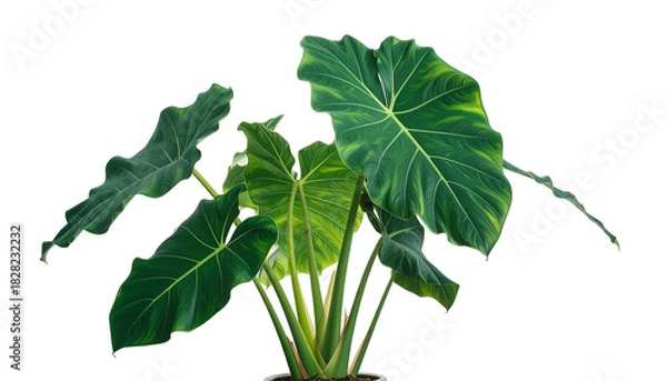 Obraz Lush green plant with large, veined leaves, against a transparent background