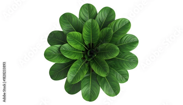 Obraz Overhead view of a lush, vibrant green plant with large, oval leaves on black