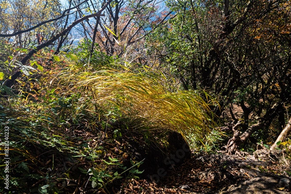Obraz 神奈川県箱根金時山木洩れ日の径