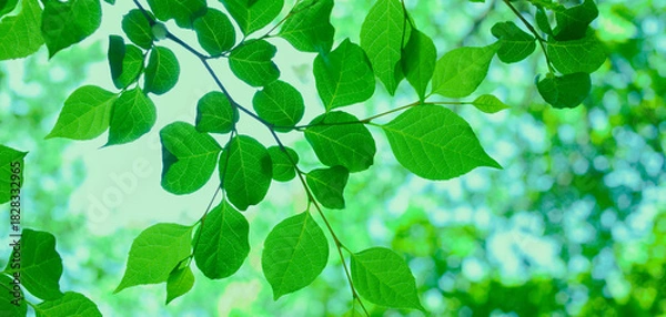 Fototapeta 森の葉　バナー画像