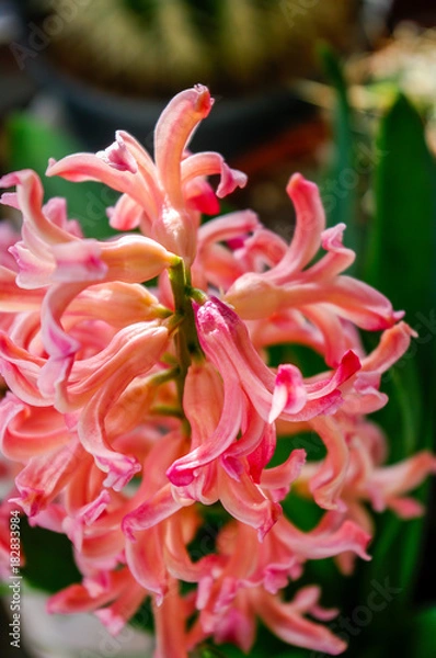 Fototapeta Wild flowers in garden