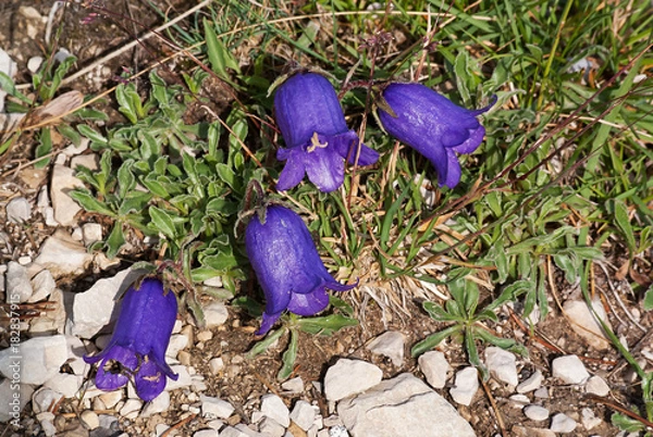 Fototapeta Glockenblume