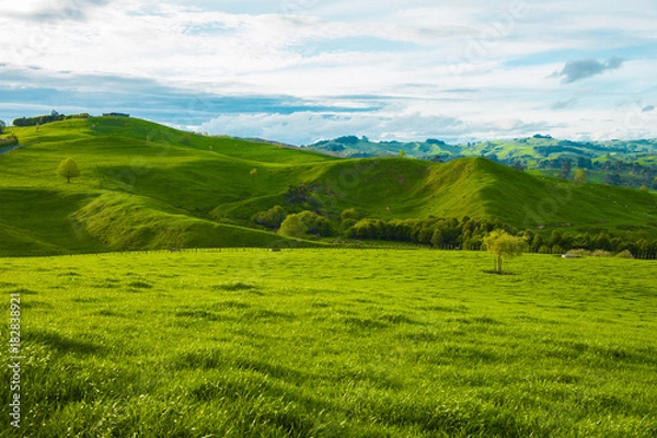 Fototapeta Hills of the New Zealand