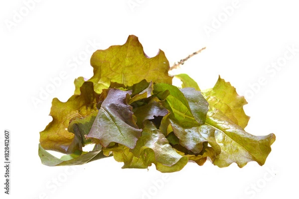 Obraz salad isolated on white background
