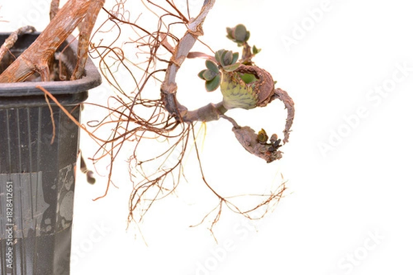 Obraz dry flower isolated on white background