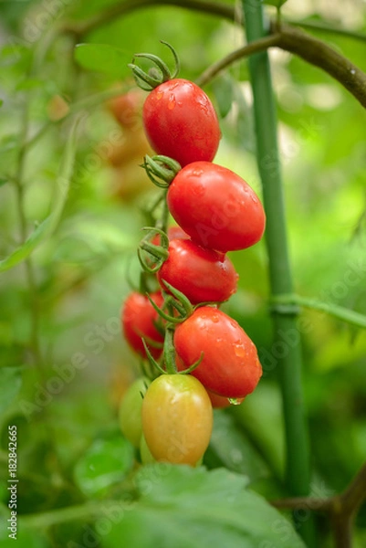 Fototapeta トマト