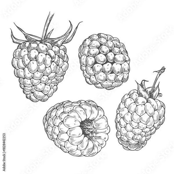 Fototapeta Set of vector drawings of Raspberries. Berries, flowers, leaves. Engraving style illustration. Farm harvest isolated on white background.