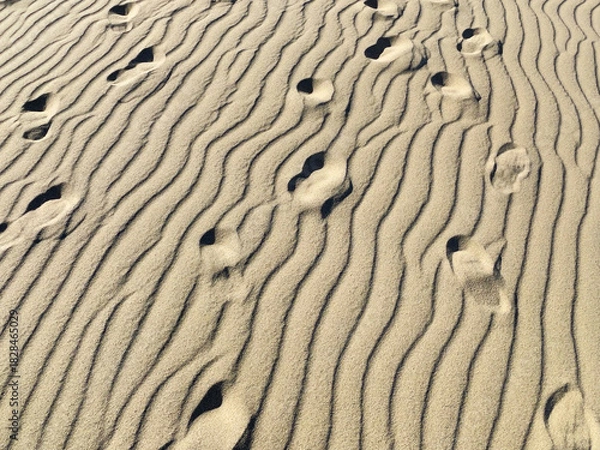 Obraz 砂漠（砂丘）の風紋と足跡
