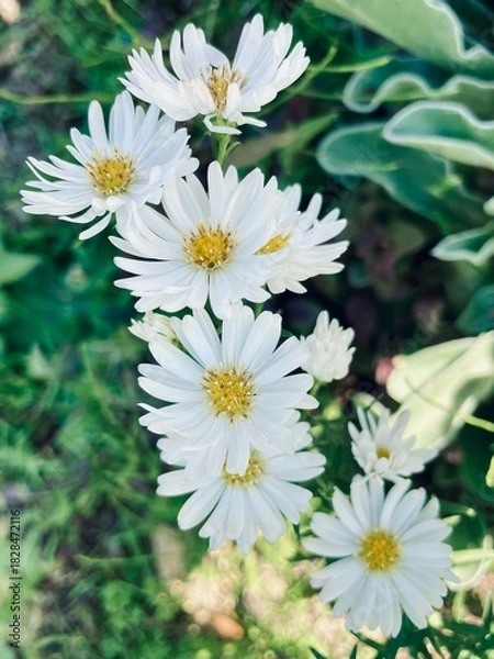 Fototapeta 白い小花のクローズアップと緑の美しい