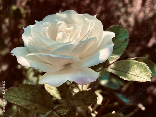 Fototapeta 秋に咲くバラ（ノスタルジーな白い薔薇の写真　横から見た角度）