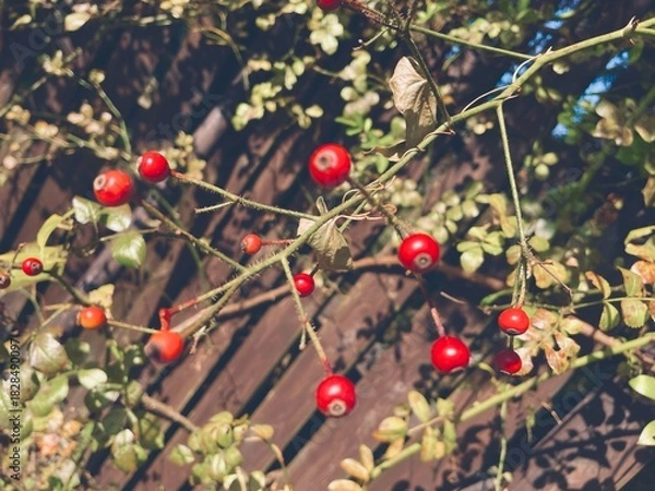 Fototapeta 木製フェンスを背景にした赤い実をつけた植物の小枝の写真素材