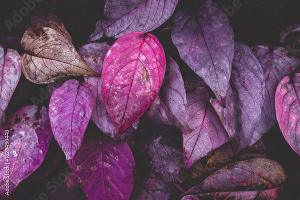 Obraz Close up of vibrant purple leaves with serene and calming mood