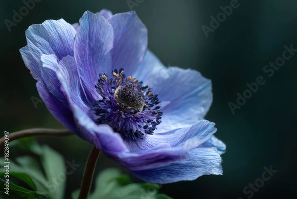 Obraz Beautiful blue anemone flower, delicate petals, serene atmosphere