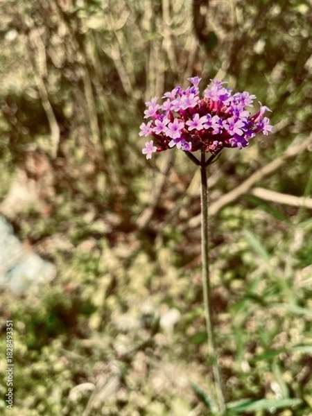 Fototapeta 秋に咲くヤナギハナガサの可憐な花の写真素材