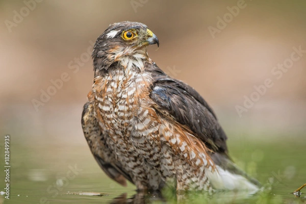 Obraz European Sparrowhawk bathing