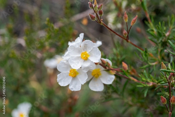Obraz White flowers of Halimium umbellatum in bloom, with yellow centers, growing naturally in a Mediterranean shrubland habitat. Photo taken in Canencia, Spain