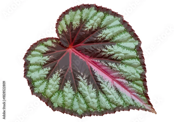 Fototapeta Begonia Leaf with Ornamental Pattern