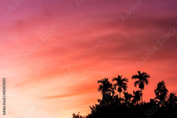 Obraz sunset with silhouette palm tree in  forest and colorful sky