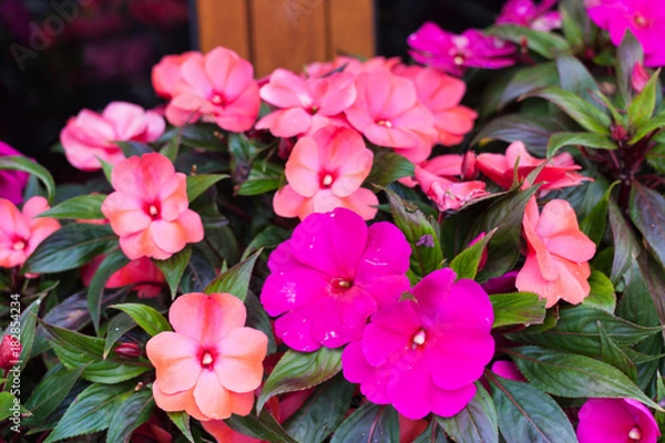 Obraz Bright pink impatiens hawkeri, the New Guinea impatiens, in bloom