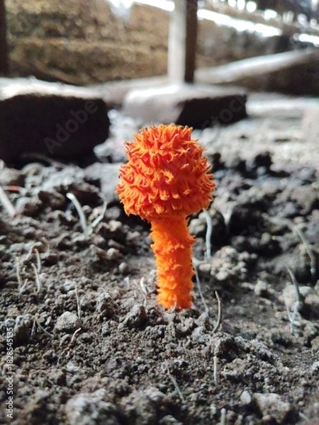 Fototapeta Golden scruffy collybia