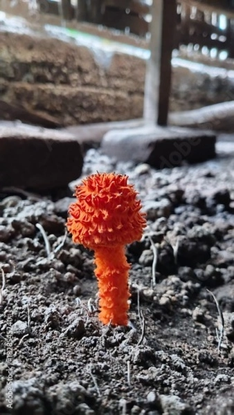 Fototapeta Golden scruffy collybia