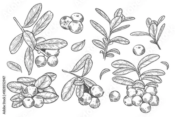 Fototapeta Cranberry. Black line sketch collection of fruits and berries isolated on white background. Doodle hand drawn fruits.