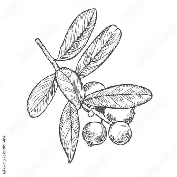 Fototapeta Cranberry branch on a white background. Hand drawn vector illustration of cranberry or cowberry.