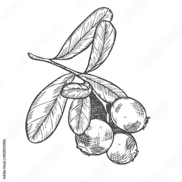 Fototapeta Cranberry branch on a white background. Hand drawn vector illustration of cranberry or cowberry.