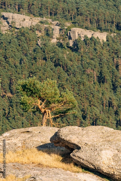 Fototapeta Rock formations and pine trees in the Castroviejo nature reserve, in Duruelo de la Sierra, Soria, Castile and Leon, Spain.