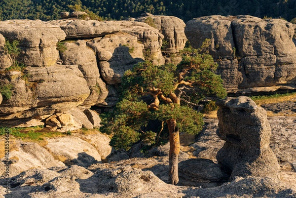 Fototapeta Rock formations and pine trees in the Castroviejo nature reserve, in Duruelo de la Sierra, Soria, Castile and Leon, Spain.