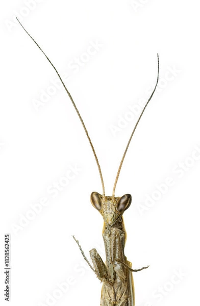 Fototapeta Praying Mantis Brown Head and Antennae Isolated on White
